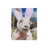 "DWM Argentine Mauser 1891 7.65 Arg (AL7267)" - 1 of 1