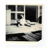 "Collection of Three Photographs of Wyatt Earp’s Dogs (WEC116)" - 1 of 3