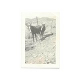 "Three Photos Taken by John Flood at the Earp’s Property (WEC180)" - 3 of 4