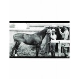 "Webley Fosbery .455 ID'd ""War Horse"" (PR63831)(CONSIGNMENT)" - 4 of 11