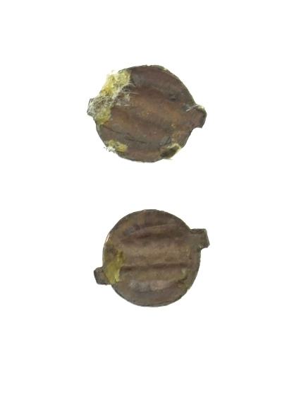 "Authentic antique Japanese Menuki (MGJ896)"