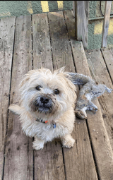 Kimber Gold 1911 45 ACP With Kimber 22 LR, Conversion Slide & Barrel. LNIB, Trades Welcome - 11 of 13